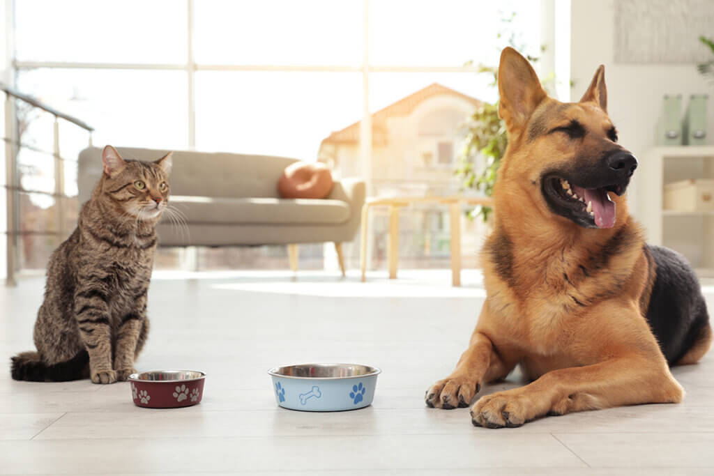 cat_and_dog_in_front_of_feeding_bowls