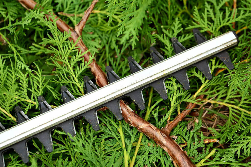 corldess hedge trimmer lying in a hedge