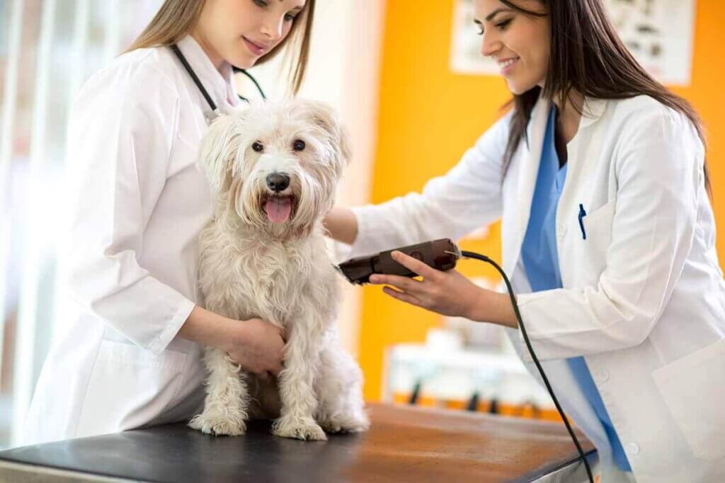 Veterinary surgeons shear dogs