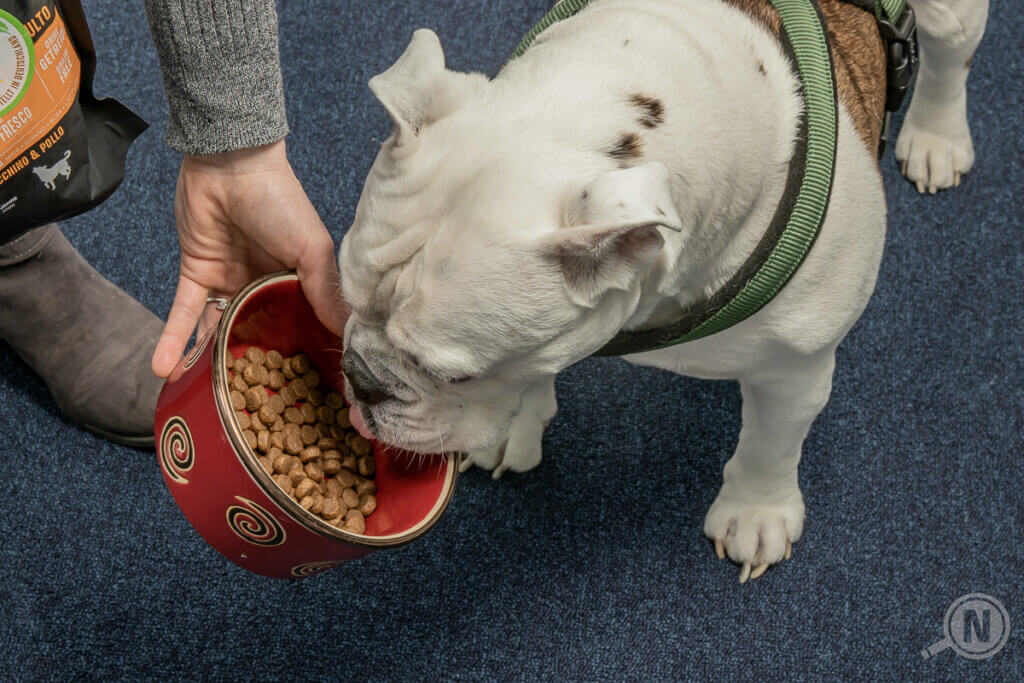 Dry dog food Dog eats from bowl