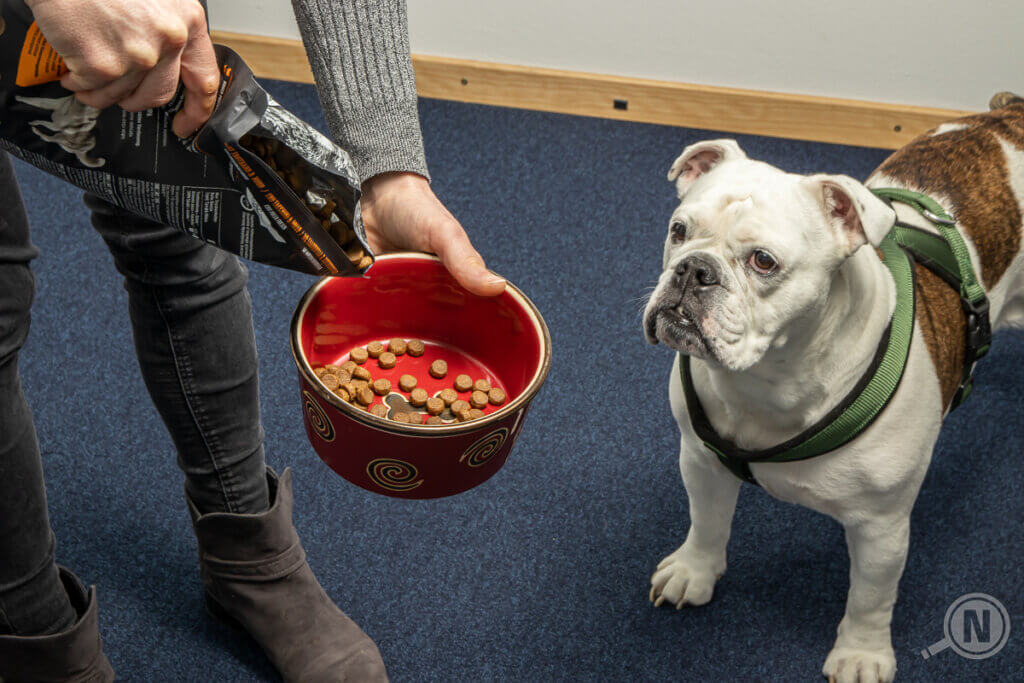 Dry dog food Hand holds bowl to dog