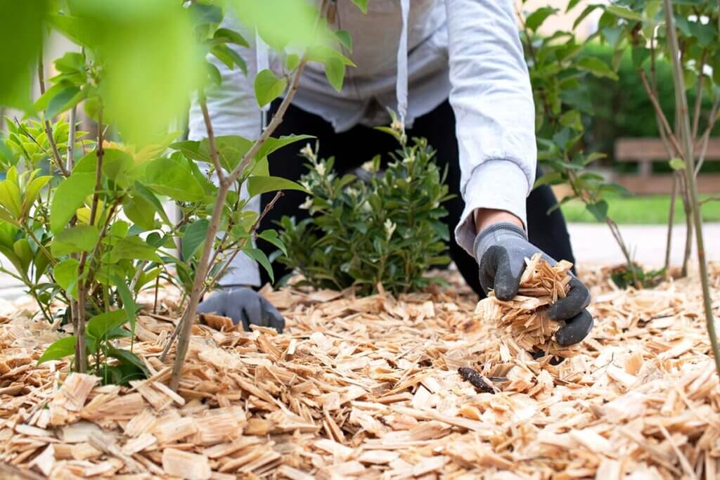 Gardener spreading mulch in the garden