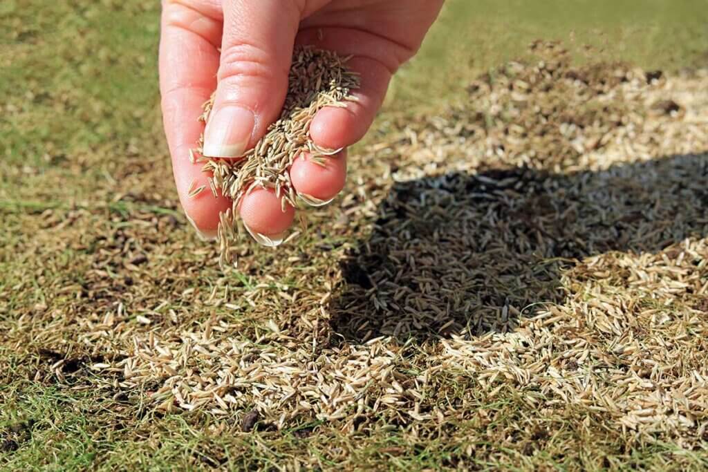 Scattering grass seed