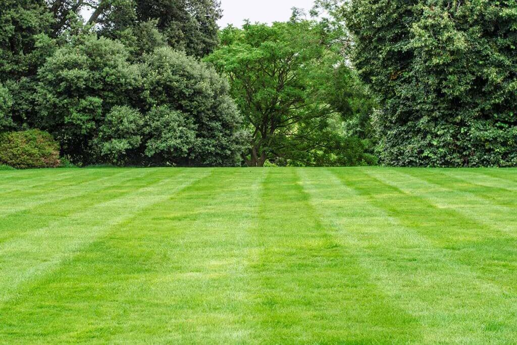 Freshly mown lawn in the garden