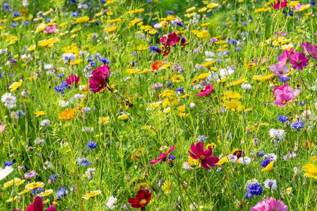 Wild flower meadow