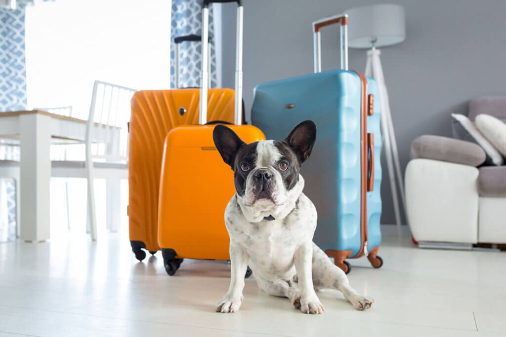 Dog sitting in front of three suitcases in the living room