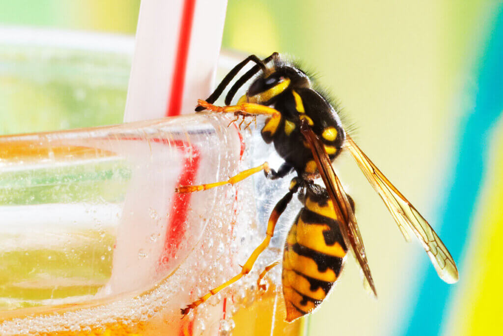 Wasp on lemonade glass