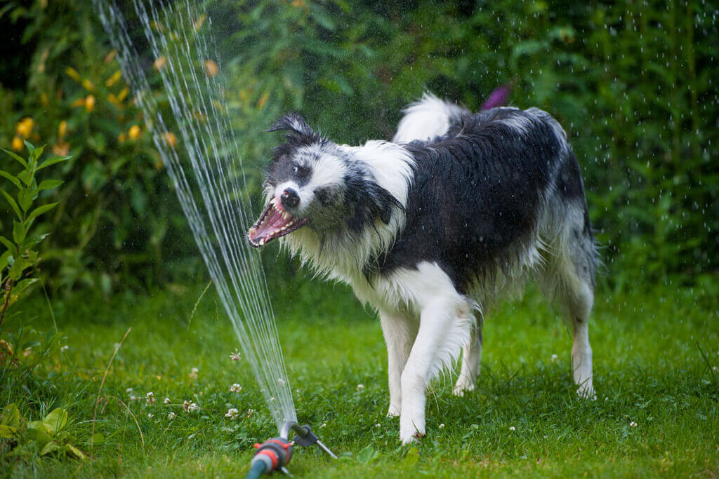 dog hunt lawn sprinkler