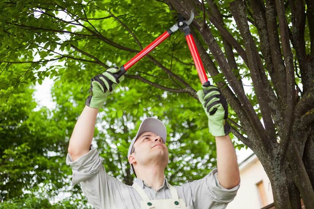 gardener_pruning_a_tree