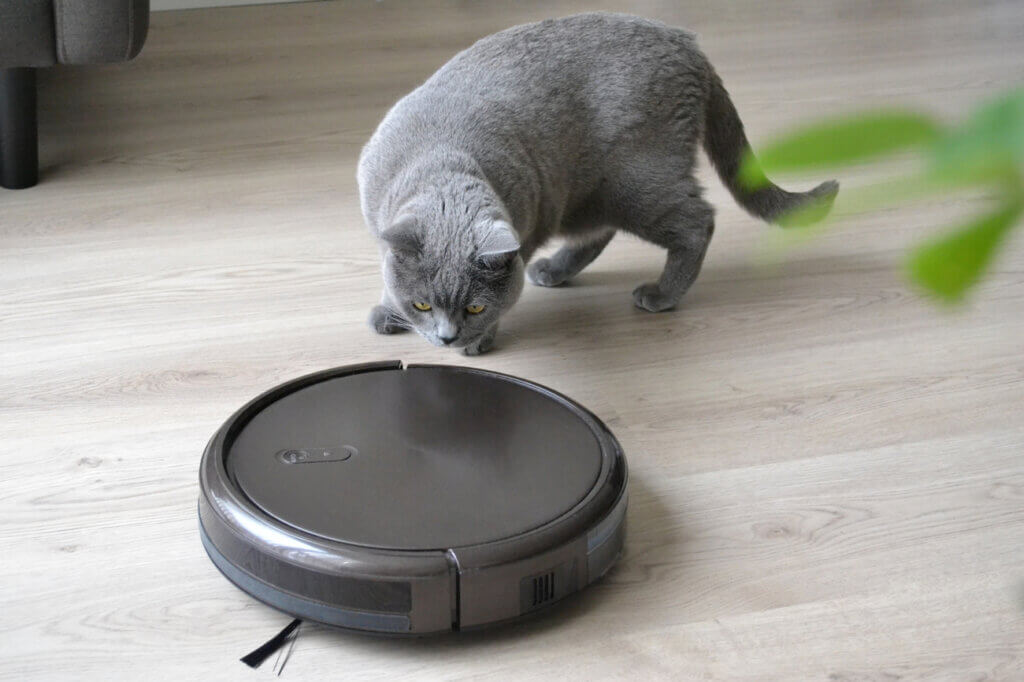 Cat watching hoover robot