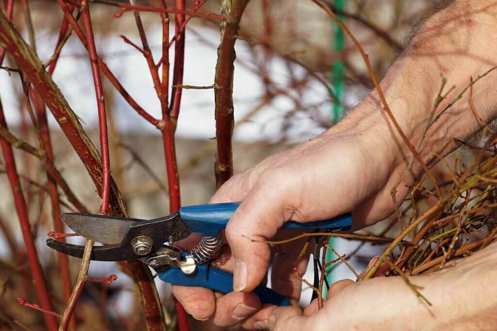 pruning shears close up of scissors while pruning