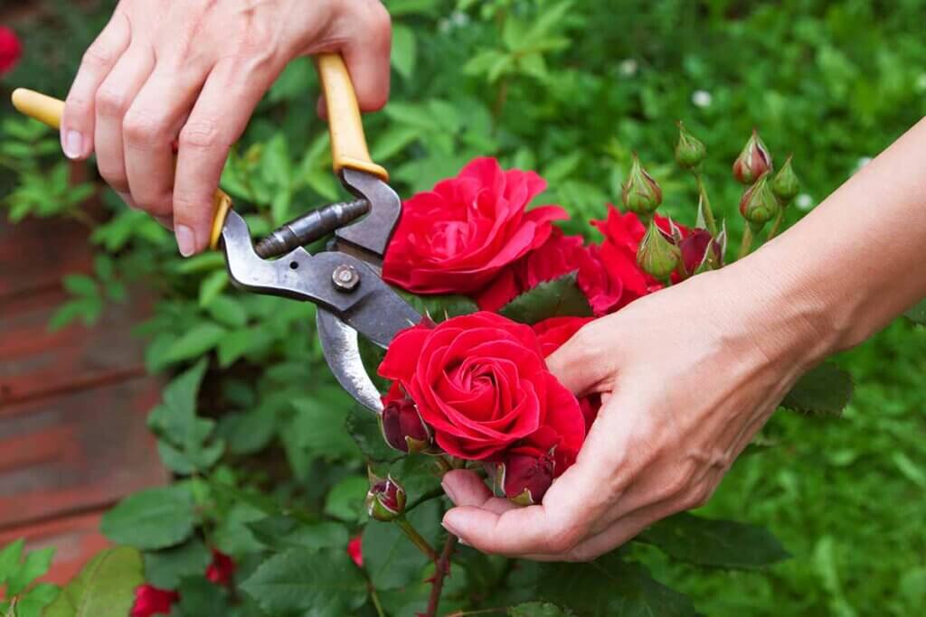 close up pruning roses