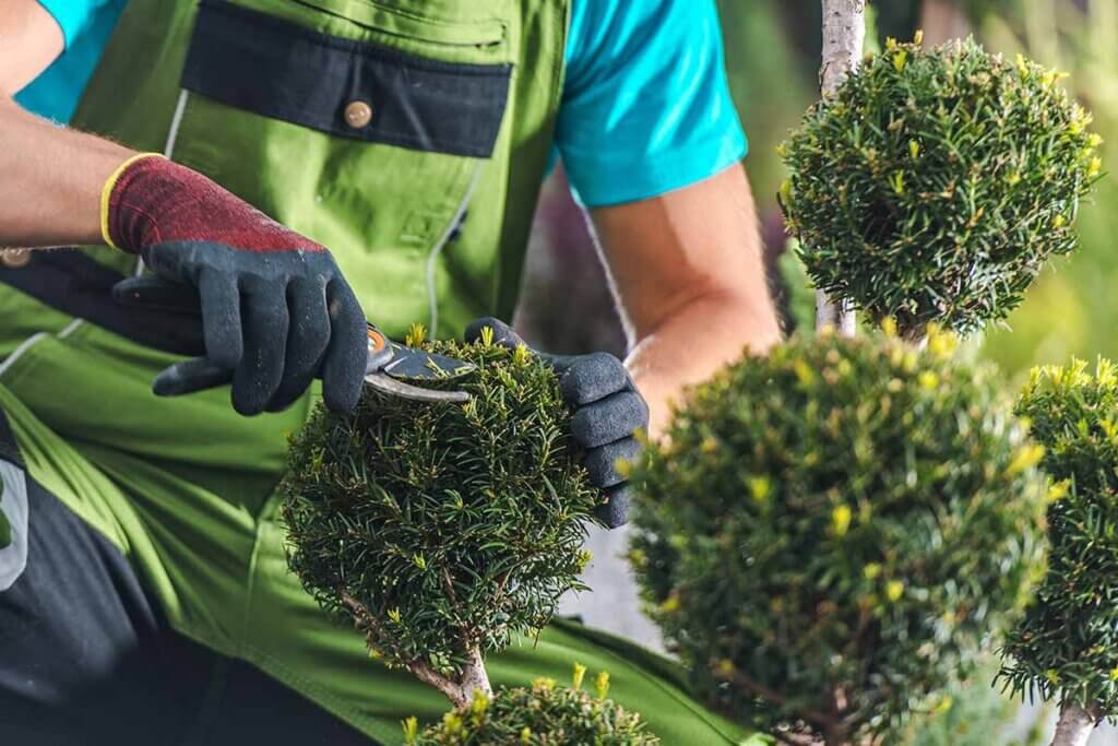 gardener pruning hedges