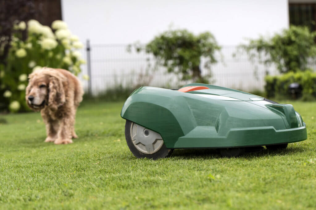 Robot mower and dog on lawn