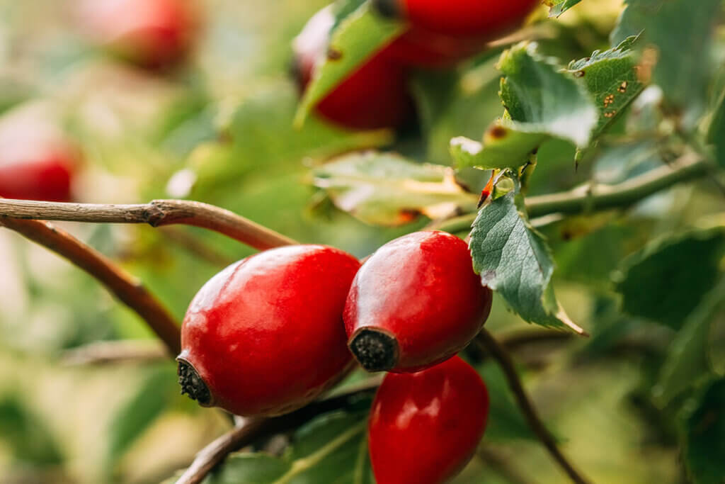 rose_hip_on_shrub