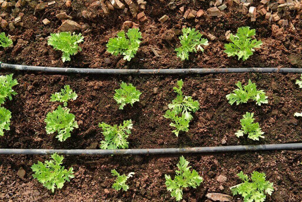 Drip hoses are ideal for watering larger beds.
