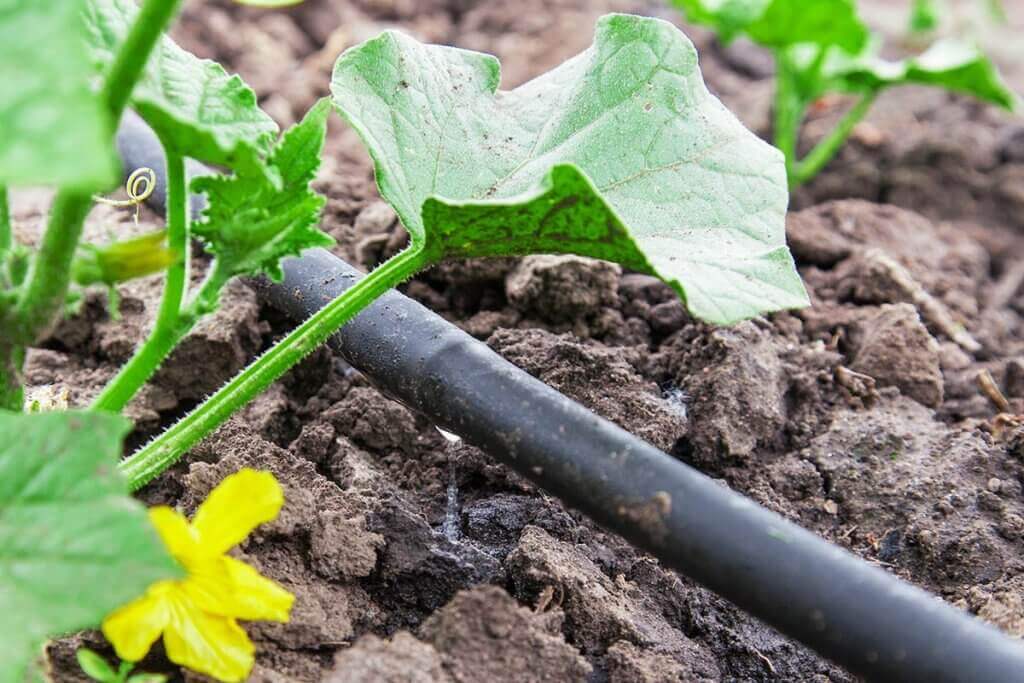 Drip hoses are used for targeted irrigation.