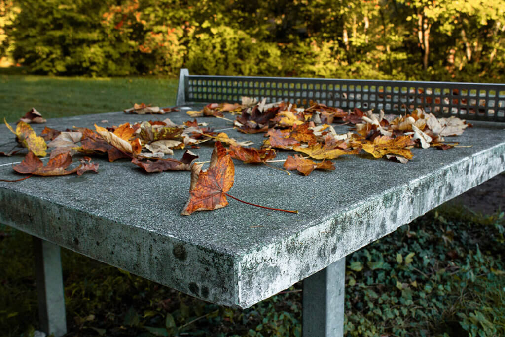 Leaves on the table tennis table