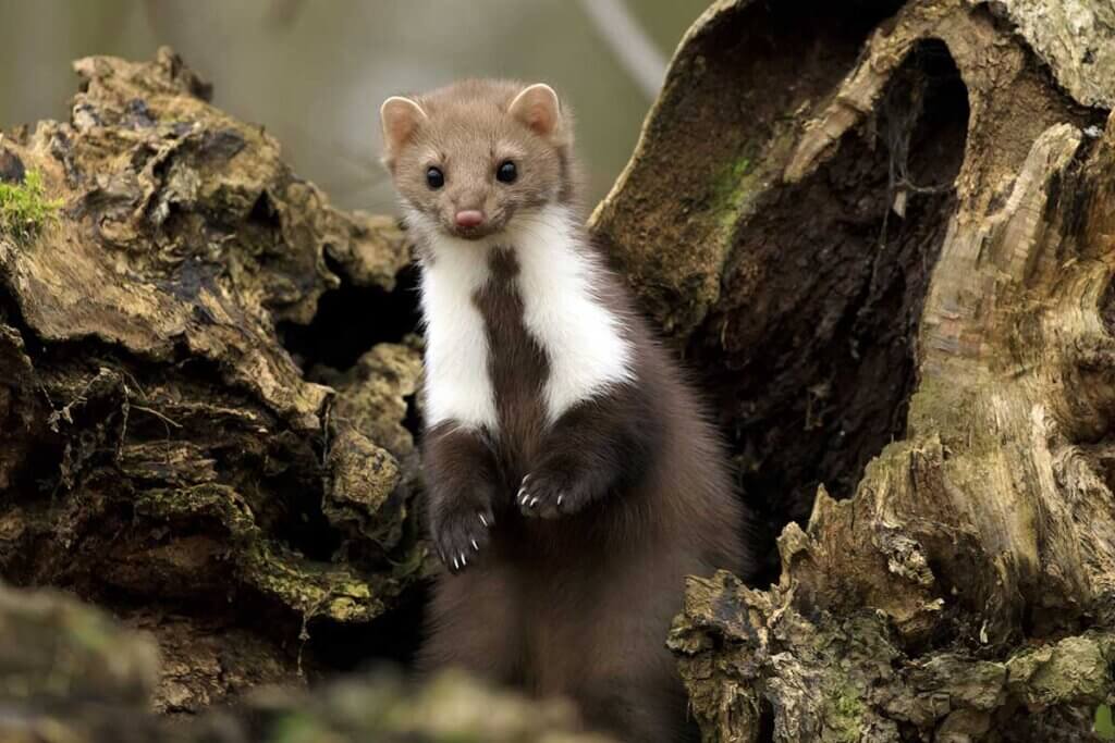 marten in forest