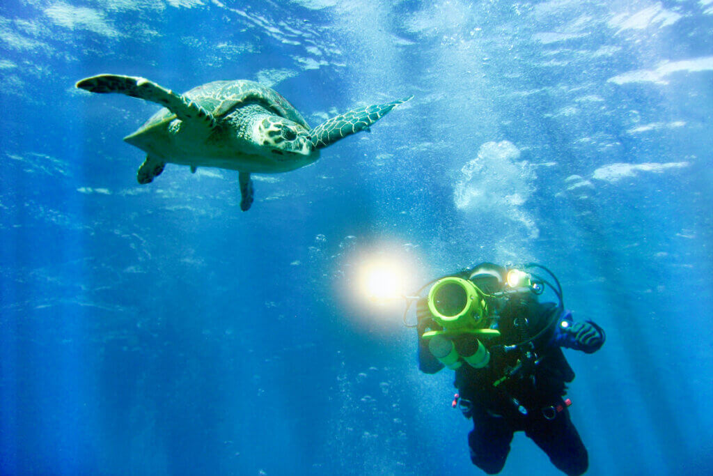 diver photographed turtle