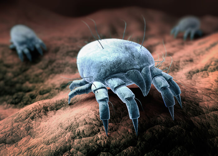 dust_mite