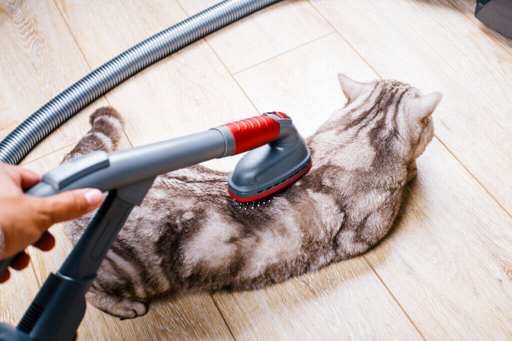 cat beeing vacuumed