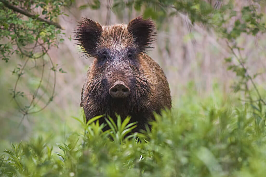 wild_hog_looks_at_camera